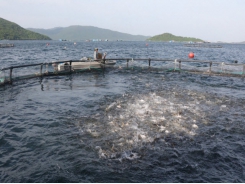 Khanh Hoa removes 'bottneck' to attract business investment in agriculture