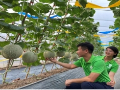 DFARM shares experience in growing organic veggies