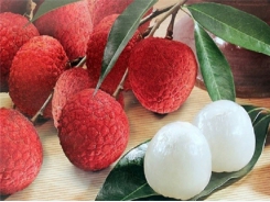 Vietnamese lychee ranks third in market share in Japan