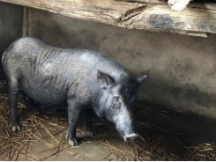 22 Vietnamese local pig breeds - Part 3