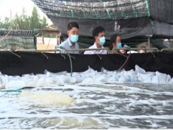 Model of raising white shrimp in the sand helps to ensure food safety