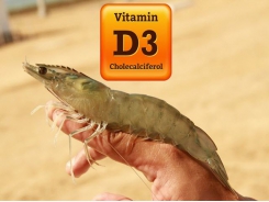 Vitamin D3 tăng cường khả năng miễn dịch cho tôm