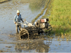 What’s new on the autumn-winter rice crop in River Delta?