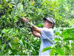 Macadamia intercropping, solution for coffee trees during difficult period