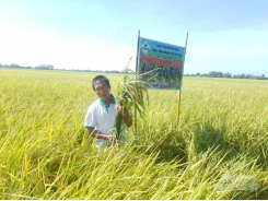 Rice - shrimp model economically beneficial and environmentally friendly