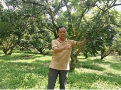 Hoa Binh province raises export value with organic agriculture