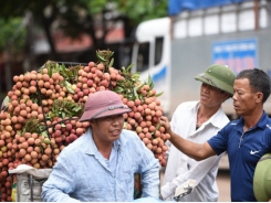 Bac Giang focuses on exporting Thieu lychee to China