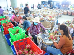 Mekong Delta - Worry about agricultural products’ stagnation and price drop