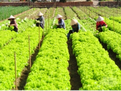Vegetable growers in Da Lat staggered
