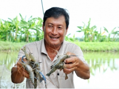 Farming of all-male blue-legged prawns proves high economic value
