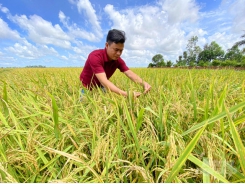 Farmers profit VND 15 million/ha from the summer-autumn rice harvest