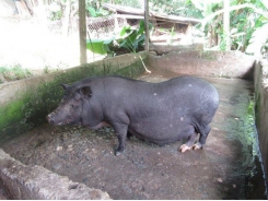 22 Vietnamese local pig breeds - Part 4