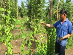 Intercropping ginseng with pepper brings high income