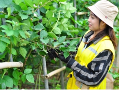 Lam Dong is determined to make organic standard