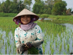 Dedication for clean rice