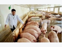 Hiệu quả từ chăn nuôi lợn sinh học