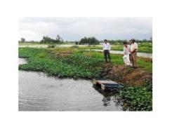 Cá Trê Vàng “Hốt Bạc”