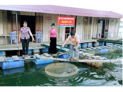 Thành Công Bước Đầu Mô Hình Nuôi Cá Tầm Ở Sơn La