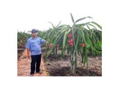Hấp Dẫn Mô Hình Thanh Long Ruột Đỏ