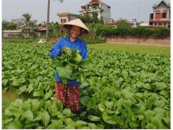 Cải Ngọt Hoà Sơn