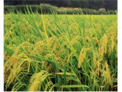 Một Số Giống Lúa Có Thể Sử Dụng Trong Vụ Đông - Xuân 2013 - 2014