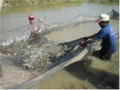 Thu Hoạch Tôm Công Nghiệp