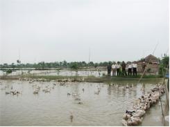 “Làng Trứng” Châu Mai (Hà Nội)