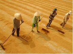 Cách Phun Thuốc Trừ Cỏ Cho Lúa Có Hiệu Quả