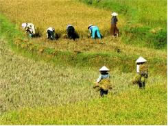 Giống Lúa Lai Cho Vùng Đất Phèn, Mặn