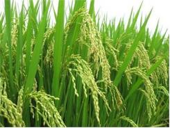 Kỹ Thuật Trồng Lúa - Bón Phân