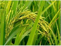 Kỹ Thuật Trồng Lúa - Phòng Trừ Sâu Hại