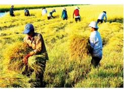 Quy Luật 2 Xanh - 2 Vàng Của Ruộng Lúa Năng Suất Cao