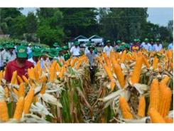 Kỹ Thuật Trồng Ngô Ngọt