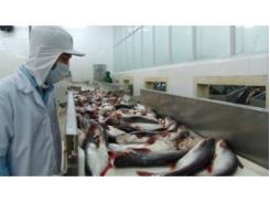 Tiềm Năng Cho Cá Tra Việt Tại Canađa