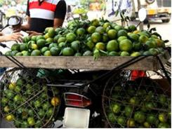 Cam “Nhái” Tràn Ngập Thị Trường