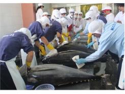 Nhật Bản Tiếp Tục Hỗ Trợ Bình Định Xuất Khẩu Cá Ngừ