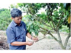 Quảng Ninh Hướng Đi Mới Trong Cải Tạo Vườn Cây Kém Hiệu Quả