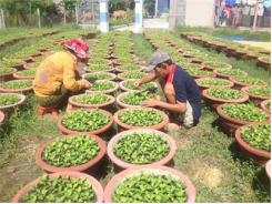 Làng Hoa Phong Phú Đón Vụ Tết