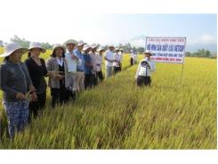 Chuyển Giao Mô Hình Sản Xuất Lúa VietGAP Cho Nông Dân