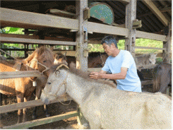 Mô Hình Nuôi Ngựa Sinh Sản Ở Bằng Phúc