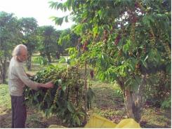 Giá Cà Phê Sẽ Do Chúng Ta 