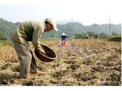 Quyết Tâm Đảm Bảo Tiến Độ, Mục Tiêu Sản Xuất Vụ Đông Ở Vị Xuyên