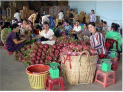 Thanh Long Ruột Trắng Mùa Nghịch Tăng Giá Mạnh