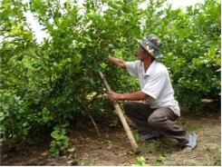 Trồng Chanh Lai Bông Tím Mang Lại Thu Nhập Khá