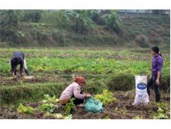 Kiệt Sơn Thay Đổi Tập Quán Sản Xuất Vụ Đông
