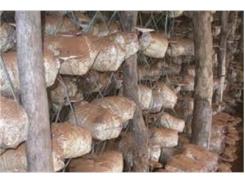 Số Hộ Trồng Nấm Ở Huyện Tiên Lãng Giảm Mạnh