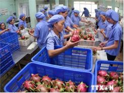 Hoa Quả Việt Nam Từng Bước Chinh Phục Thị Trường Thế Giới