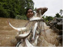 10% các loài cá hạ nguồn sông Mê Kông có khả năng bị tuyệt diệt