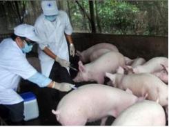 Công bố dịch lở mồm long móng gia súc tại xã Xuân Quang 1 Phú Yên