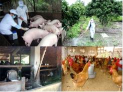 Giám sát chặt dịch bệnh trên đàn vật nuôi